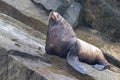 Steller sea lion at Resurrection Bay, Alaska, US Royalty Free Stock Photo