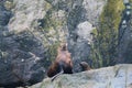 Steller sea lion at Resurrection Bay, Alaska, US Royalty Free Stock Photo