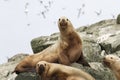 Steller sea lion on the rocks that lie on a small island