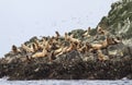 Steller sea lion rookery on cliffs of the island