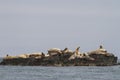 Steller sea lion rookery on cliffs of the island in the Pacific