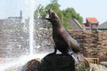 Steller sea lion