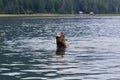 Steller Sea Lion 847030