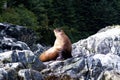 Steller Sea Lion 845401