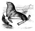 Steller Sea Lion, vintage illustration