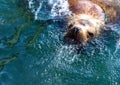 Steller sea lion in the water of Avacha Bay in Kamchatka. Royalty Free Stock Photo