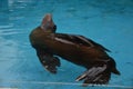 Steller sea lion (Eumetopias jubatus) dancing in the water Royalty Free Stock Photo