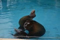 Steller sea lion (Eumetopias jubatus) dancing in the water Royalty Free Stock Photo