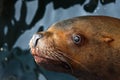 Steller Sea Lion (Eumetopias Jubatus) Royalty Free Stock Photo