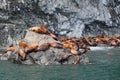 Steller Sea Lions Royalty Free Stock Photo