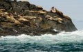 Steller Sea Lions