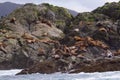 Steller Sea Lions 841962