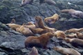 Steller Sea Lions 841960