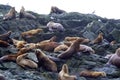 Steller Sea Lions 842782