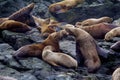 Steller Sea Lions 841961