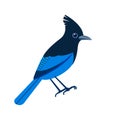 Steller's jay, Cyanocitta stelleri is a bird native to western North America. Blue bird Cartoon flat beautiful character Royalty Free Stock Photo