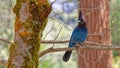 Steller's Jay, Yosemite National Park, California Royalty Free Stock Photo