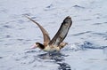 Stellers Albatros, Short-tailed Albatross, Phoebastria albatrus