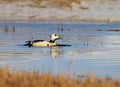 Stellers Eider; Steller\'s Eider; Polysticta stelleri