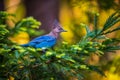 Stellers Jay Bird Royalty Free Stock Photo