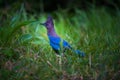 Stellers Jay Bird Royalty Free Stock Photo