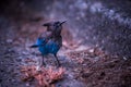 Stellers Jay Bird Royalty Free Stock Photo