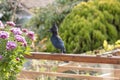 Stellers Jay bird Royalty Free Stock Photo