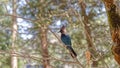 Stellers jay on branch Royalty Free Stock Photo