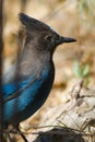 Stellers Jay Royalty Free Stock Photo