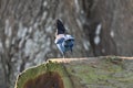 Stellers Jay, Cyanocitta scelleri, 18.