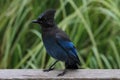 Stellers Jay (Cyanocitta stelleri) Royalty Free Stock Photo
