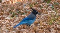 Stellers Jay Cyanocitta stelleri in the late autumn on a back Royalty Free Stock Photo