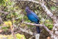 Stellers jay Cyanocitta stelleri Royalty Free Stock Photo