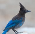 Stellers Jay Royalty Free Stock Photo