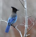 Stellers Jay Royalty Free Stock Photo