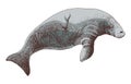 Stellers sea cow extinct animal sketch