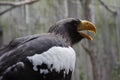 Stellers Sea Eagle Royalty Free Stock Photo