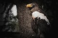Stellers sea eagle in the forest Royalty Free Stock Photo