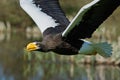Stellers sea eagle Haliaeetus pelagicus Royalty Free Stock Photo