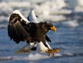 Stellers Sea-eagle, Haliaeetus pelagicus Royalty Free Stock Photo