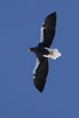 Stellers sea eagle hovering over Avachinsky bay on a clear, sun