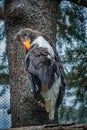 Stellers sea eagle on a perch Royalty Free Stock Photo