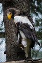 Stellers sea eagle perched on a tree Royalty Free Stock Photo