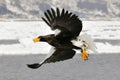 Stellers Sea-eagle, Steller-zeearend, Haliaeetus pelagicus Royalty Free Stock Photo