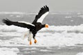 Stellers Sea-eagle, Steller-zeearend, Haliaeetus pelagicus Royalty Free Stock Photo