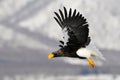 Stellers Sea-eagle, Steller-zeearend, Haliaeetus pelagicus Royalty Free Stock Photo