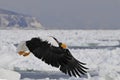 Stellers Sea-eagle, Steller-zeearend, Haliaeetus pelagicus Royalty Free Stock Photo