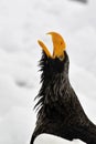 Stellers Sea-eagle, Steller-zeearend, Haliaeetus pelagicus Royalty Free Stock Photo