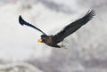 Stellers Sea-eagle, Steller-zeearend, Haliaeetus pelagicus Royalty Free Stock Photo