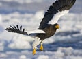 Stellers Sea-eagle, Steller-zeearend, Haliaeetus pelagicus Royalty Free Stock Photo